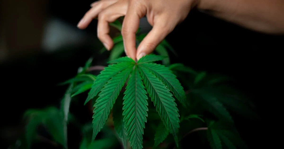 Legal Marijuana